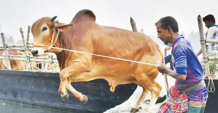 কোরবানির হাটে জাল নোট ঠেকাতে বুথ বসানোর নির্দেশ